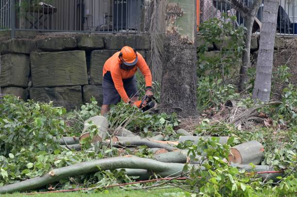 Best Hazardous Tree Removal  in Cassopolis, MI